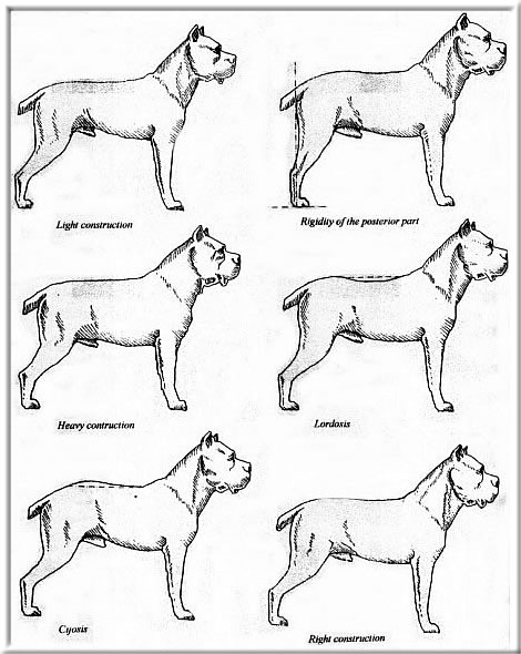 Types of cane shops corso